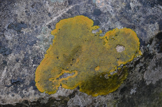 2011 12 A la découverte des lichens 41